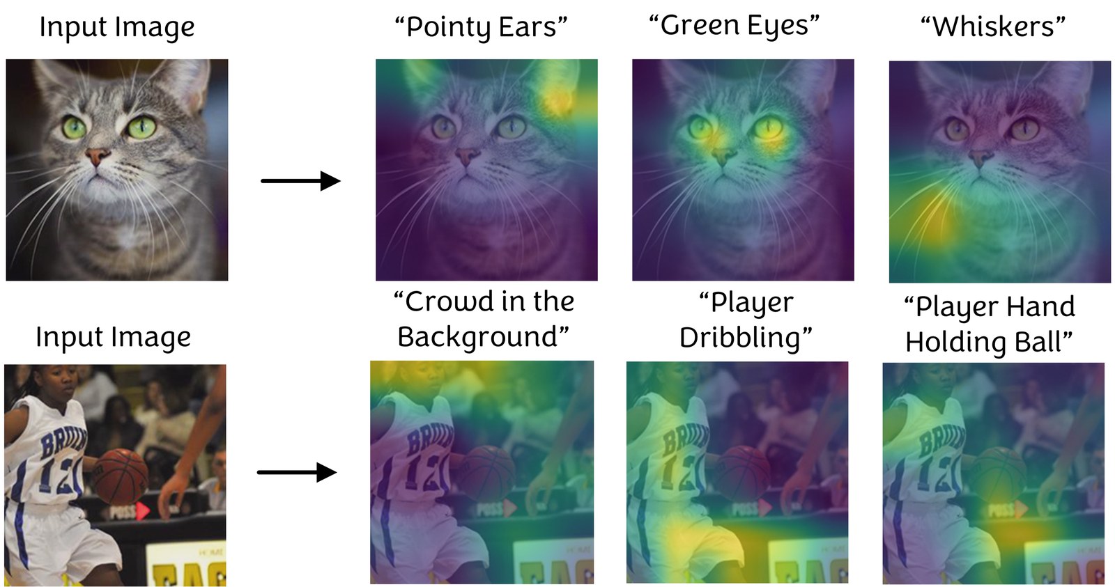 Two input images, a cat and a basketball scene, each decomposed into three heatmaps labelled with concept names: pointy ears, green eyes, whiskers; crowd in the background, player dribbling, player hand holding ball.